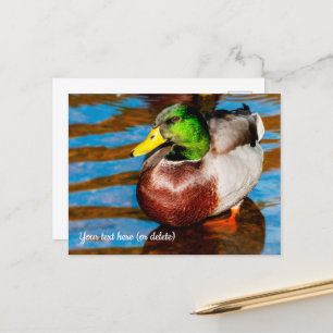 Cartão postal de lindo patinho