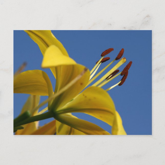 Cartão Postal de Lírio Amarelo (Frente)