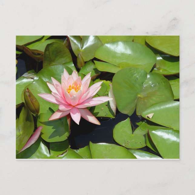 Cartão postal de lírio de água rosa (Frente)