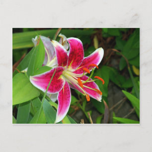 Cartão postal de lírio oriental Stargazer rosa