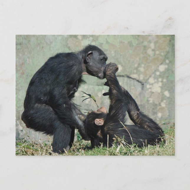 Cartão Postal de Macaco (Frente)