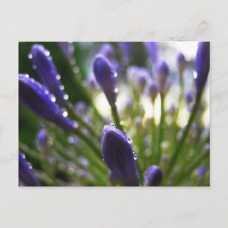Cartão postal de Macro do Agapanthus Raindrops