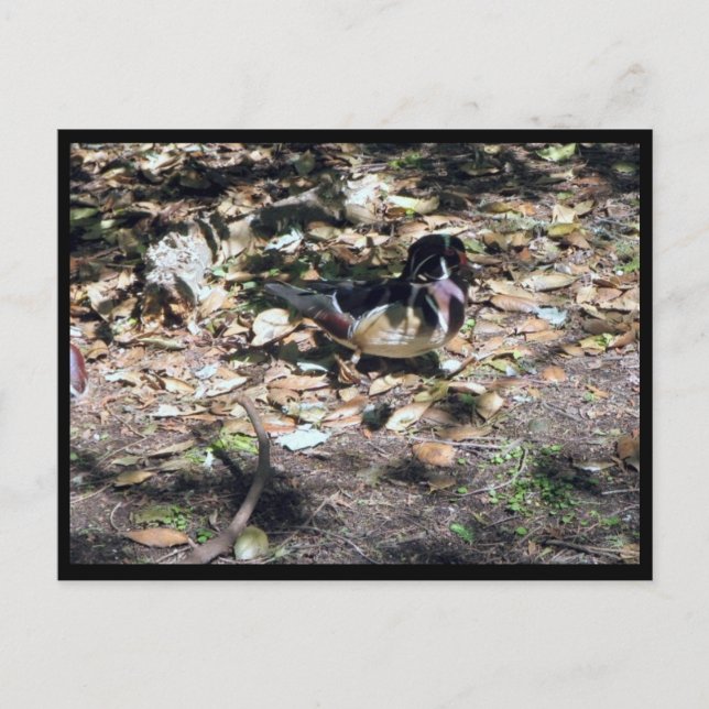 Cartão postal de madeira Sc (Frente)