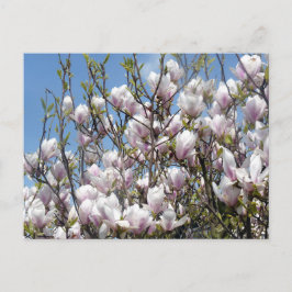 Cartão postal de Magnólia em Flor na Primavera
