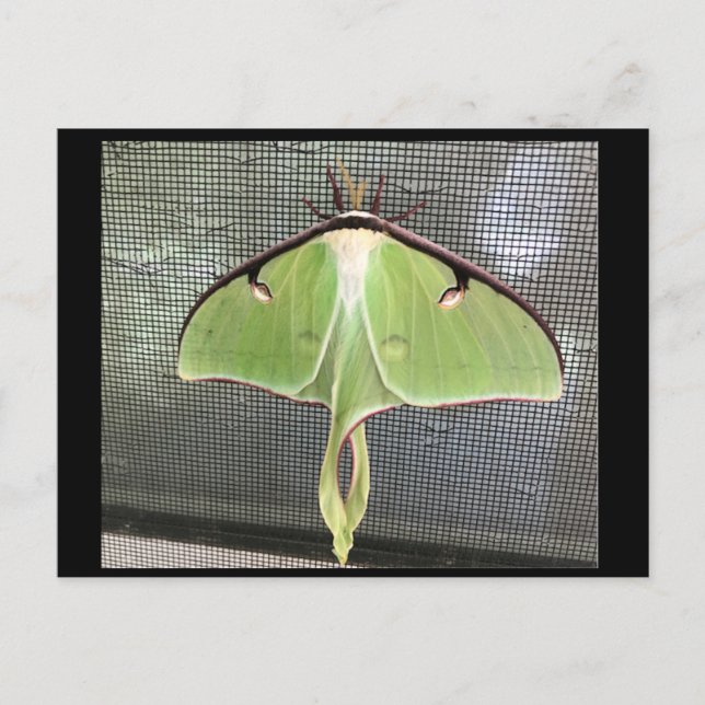 Cartão Postal de Mariposa Lunar (Frente)