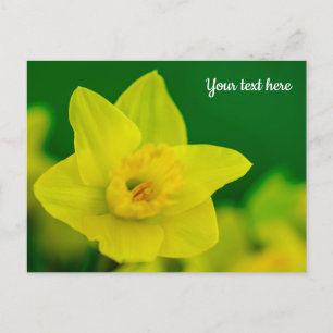 Cartão postal de Narciso