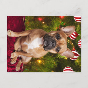 Cartão postal de Natal para Buldogue Francês