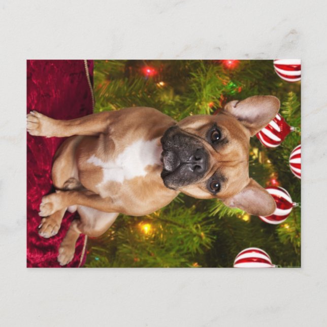 Cartão postal de Natal para Buldogue Francês (Frente)