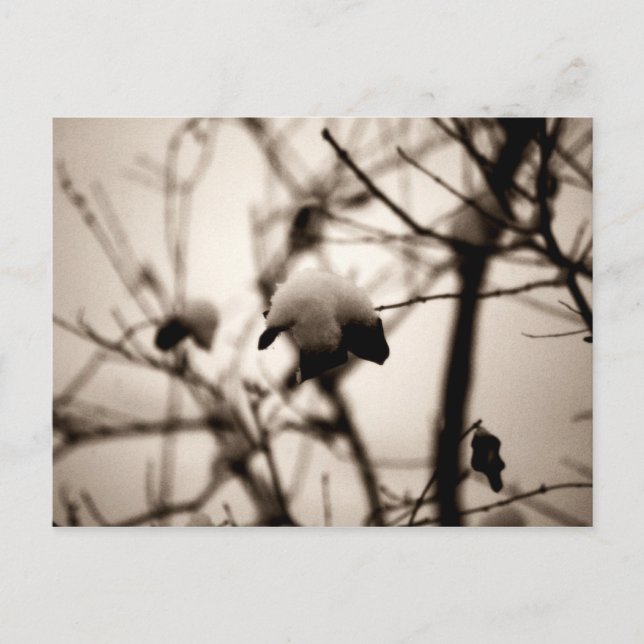 Cartão Postal de Neve em Pó (Frente)