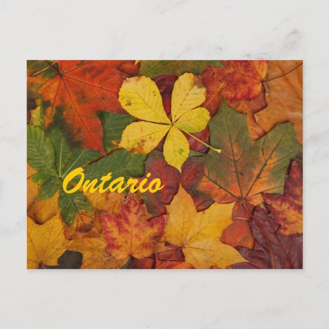 Cartão postal de Ontario Autumn (Frente)