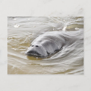 Cartão postal de Ormond Beach, em Manatee