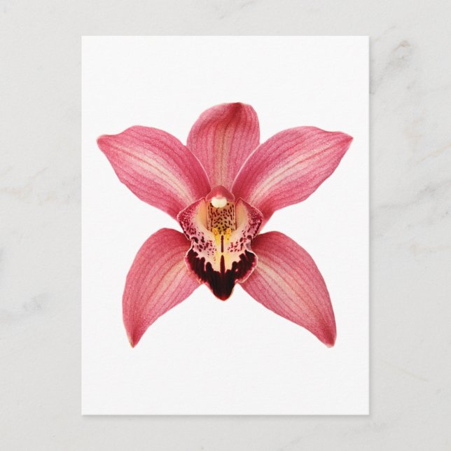 Cartão Postal de Orquídea (Frente)