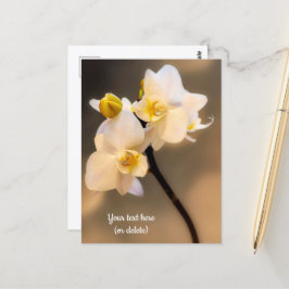 Cartão Postal de Orquídea Branca