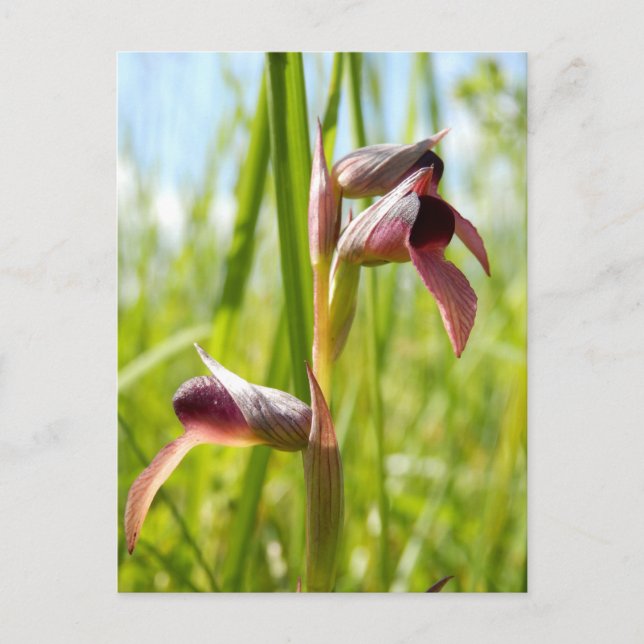 Cartão Postal de Orquídea Língua (Frente)