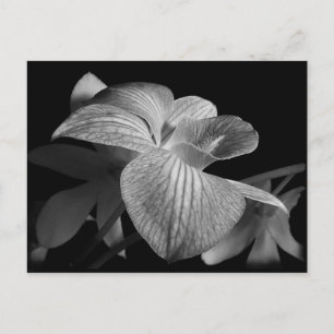 Cartão postal de orquídea preto e branco