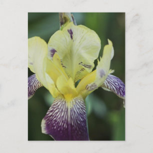 Cartão Postal de Orquídea Rara