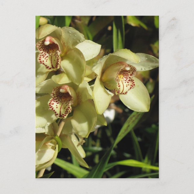 Cartão postal de orquídeas Cymbidium, personalizar (Frente)