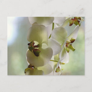 Cartão Postal de Orquídeas Penduradas