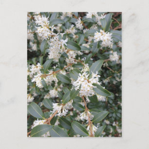 Cartão postal de Osmanthus Burkwoodii no parque
