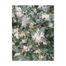 Cartão postal de Osmanthus Burkwoodii no parque