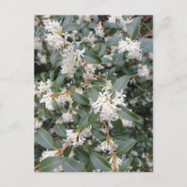 Cartão postal de Osmanthus Burkwoodii no parque