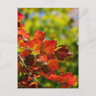 Cartão postal de outono