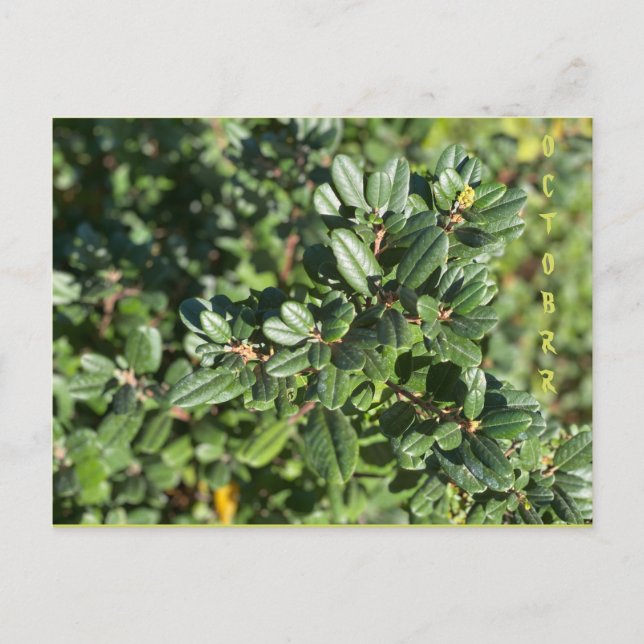 CARTÃO POSTAL DE OUTUBRO (Frente)