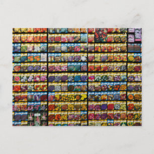 Cartão postal de Pacote de Semente Colorido