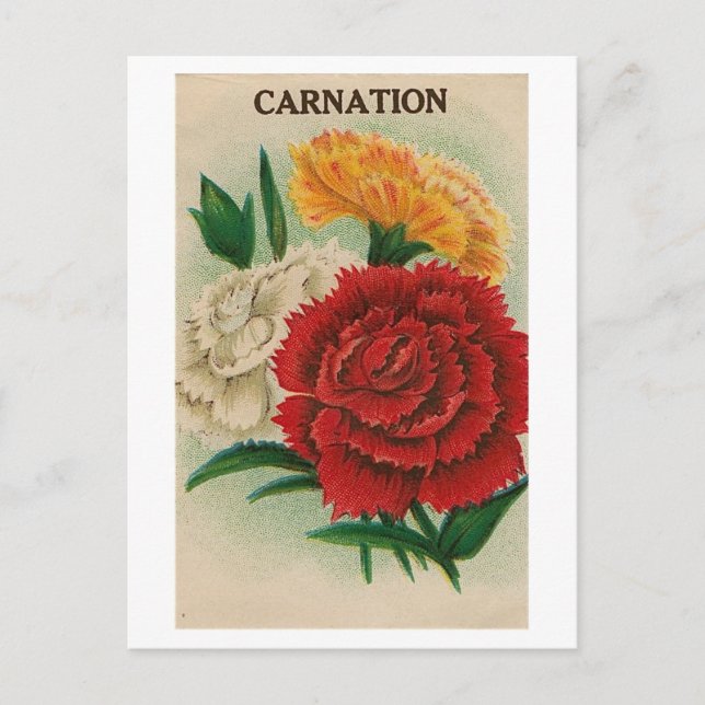 cartão postal de pacote de semente zinnia (Frente)