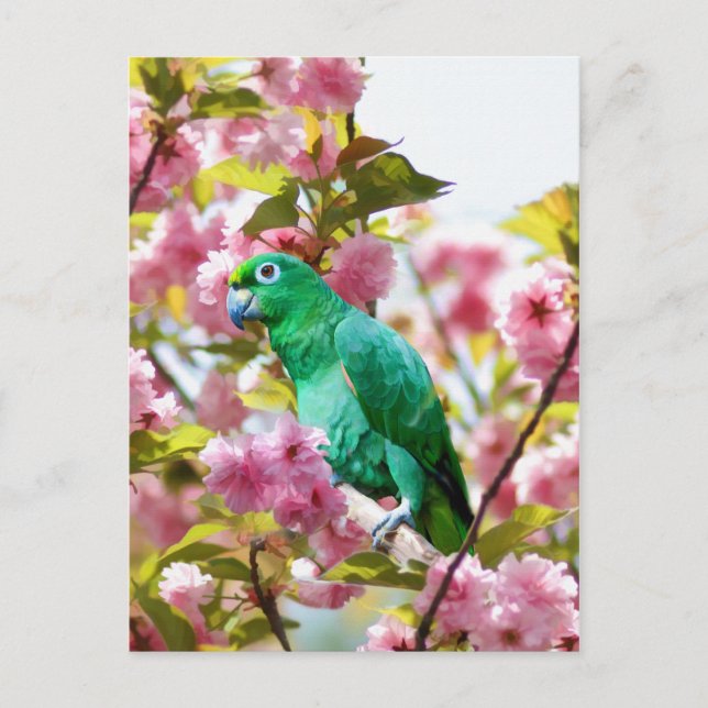 Cartão postal de papagaio em Cherry Blossoms (Frente)