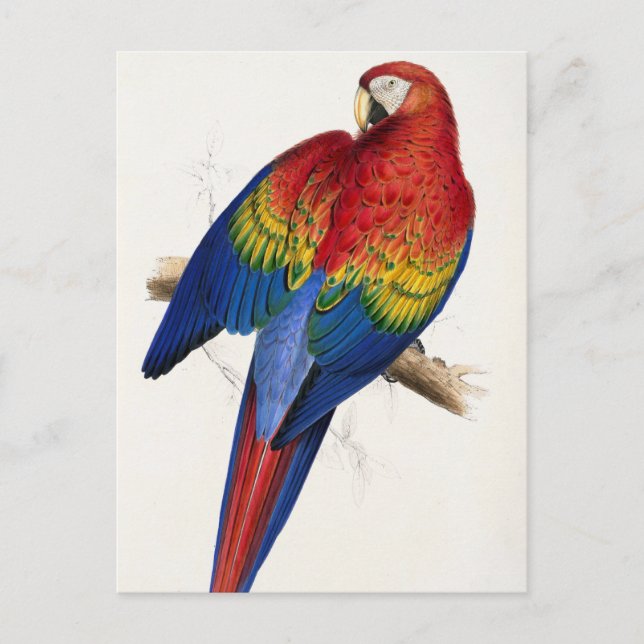 Cartão postal de papagaio tropical (Frente)