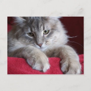 Cartão postal de passarela lindo 4