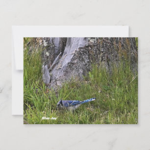 Cartão postal de pássaro azul