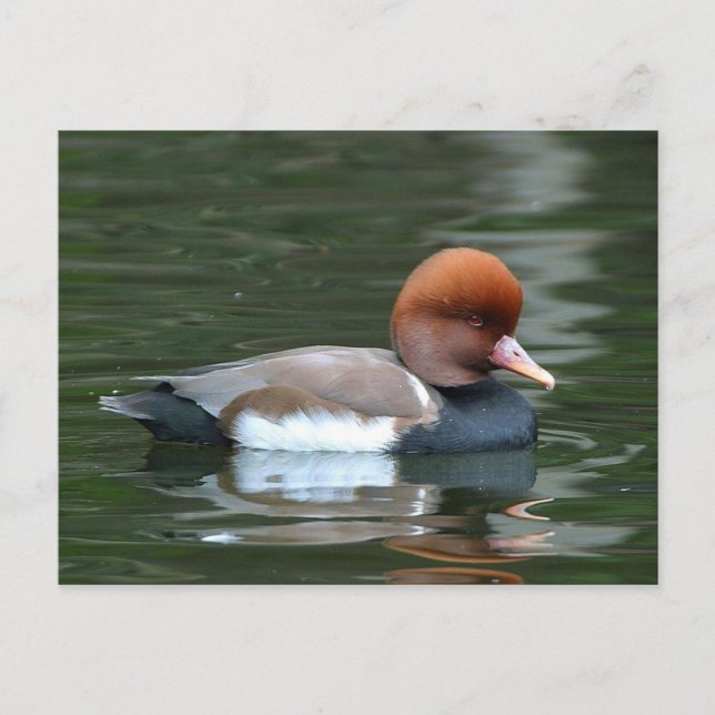 cartão postal de pato no rio (Frente)