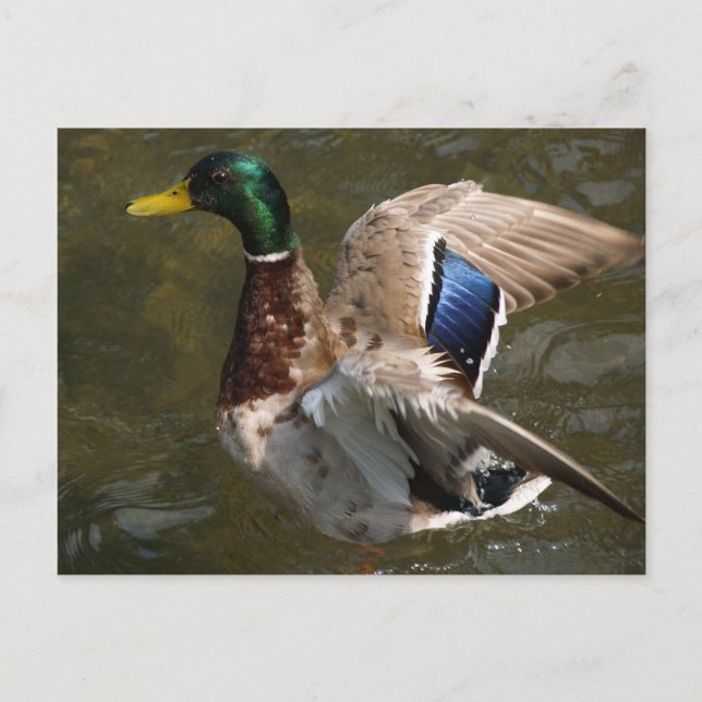 cartão postal de pato-real prestes a voar (Frente)