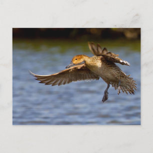 Cartão postal de pato voador