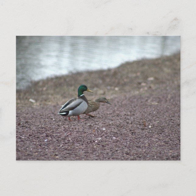 Cartão Postal de Patos (Frente)