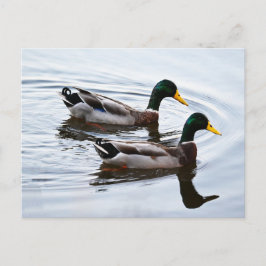Cartão postal de patos-real na água