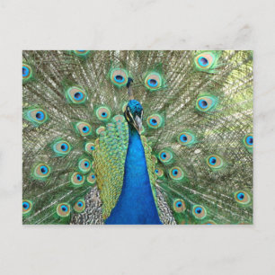 Cartão postal de pavão