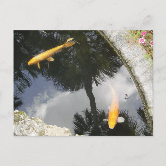 Cartão postal de peixe (Frente)