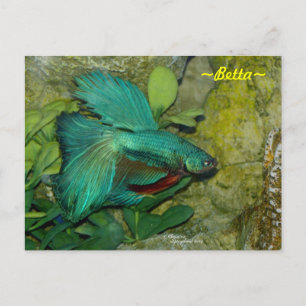 Cartão postal de peixe Betta