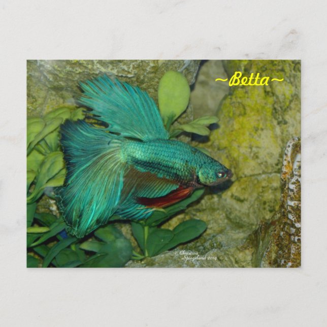 Cartão postal de peixe Betta (Frente)