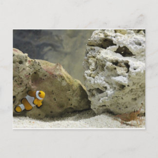 Cartão postal de peixe e camarão