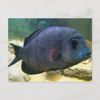 Cartão postal de peixe grande
