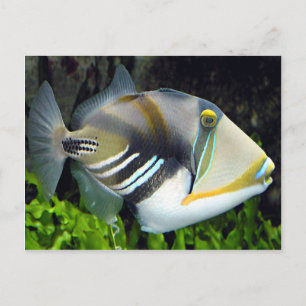 Cartão postal de peixe tropical havaiano