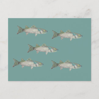 Cartão postal de peixes - cardume de peixes