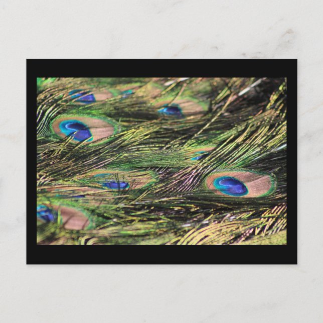 Cartão postal de penas de peacock (Frente)