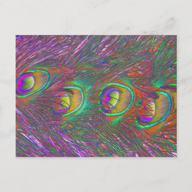 Cartão postal de Penas Peacock de Natal (Frente)