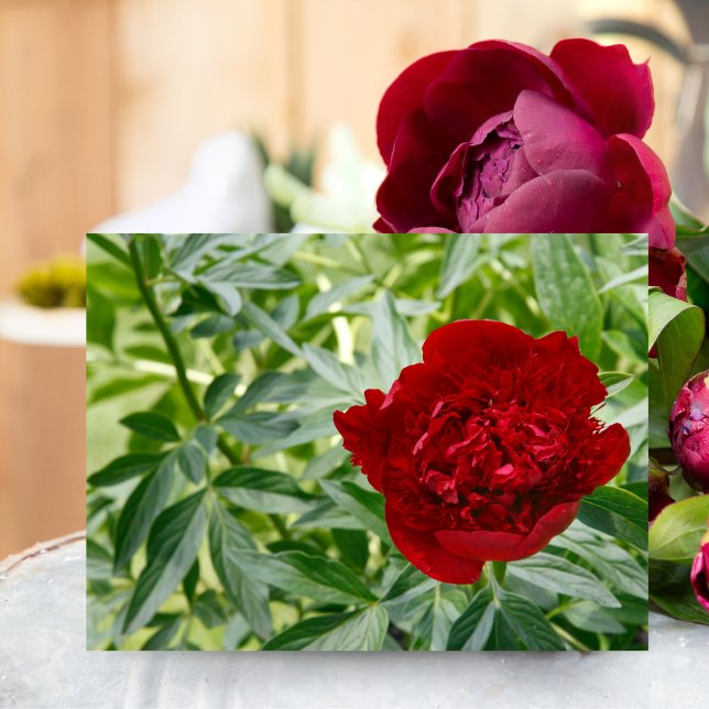 Cartão Postal de Peônia Red Charm (Capture timeless elegance with this Red Charm Peony, perfect for any nature lover.)