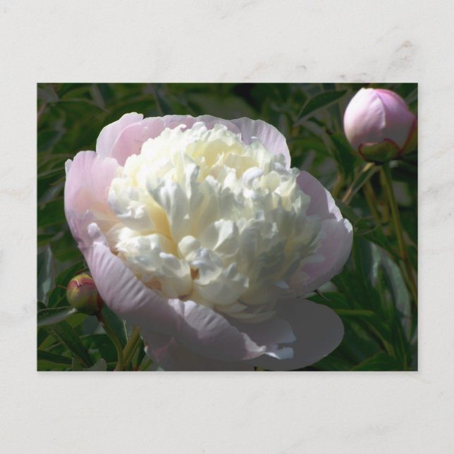 Cartão Postal de Peônias Rosa e Creme (Frente)